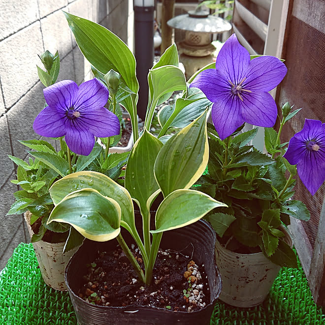 楽しい時間/癒されます♡/お花大好き♡/お花のある暮らし/植物...などのインテリア実例 - 2020-06-26 12:40:00