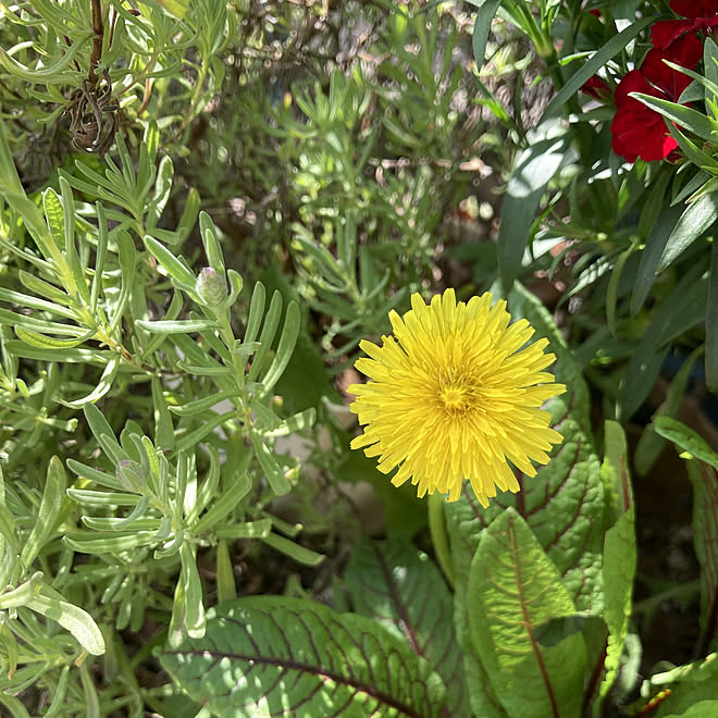 机/お花が好き/タンポポ/庭/植物のある暮らし...などのインテリア実例 - 2021-04-23 11:49:38