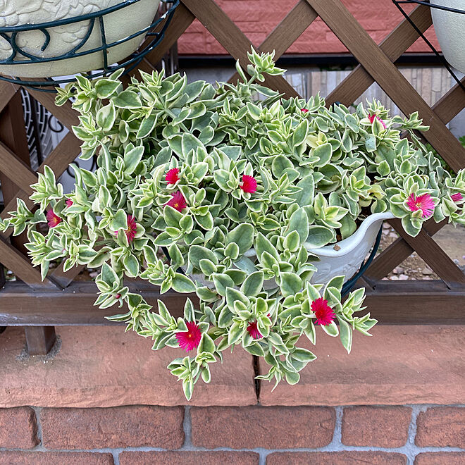 斑入りベビーサンローズ カット苗 6~8本 多肉植物 【公式通販】