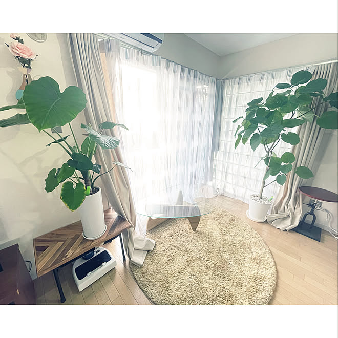 クワズイモの実 クワズイモ ウンベラータ 観葉植物 ガラステーブル などのインテリア実例 21 05 08 14 36 57 Roomclip ルームクリップ