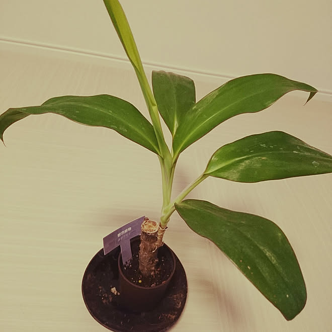 リビング 100均 植物のある部屋 赤ドラセナのインテリア実例 18 10 05 10 53 10 Roomclip ルームクリップ