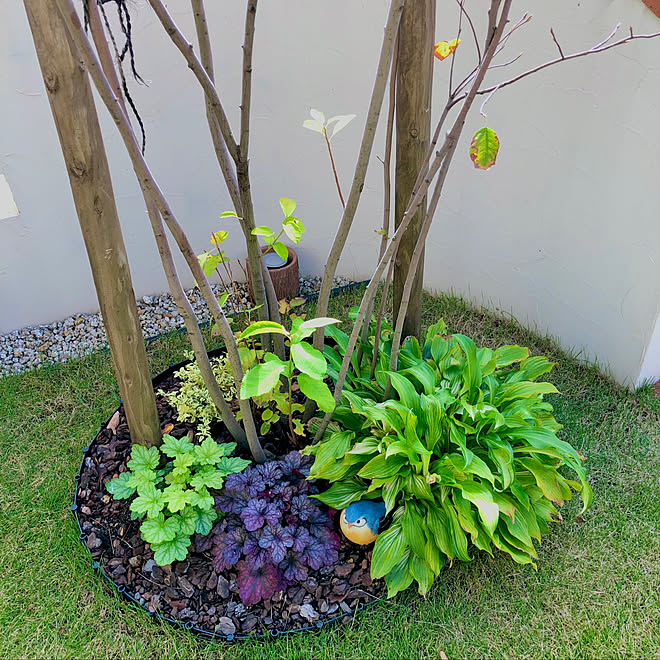 プリペットカスタードリップル ブラックベリータルト フローズンマスカット ヒューケラドルチェ シンボルツリーの下 などのインテリア実例 10 31 15 56 47 Roomclip ルームクリップ