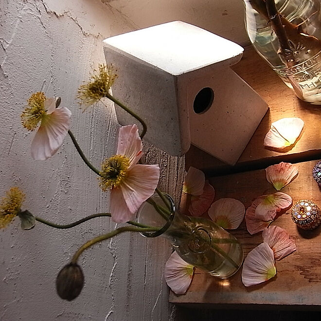 壁/天井/植物/一人暮らし/植物が好き/お花のある暮らし...などのインテリア実例 - 2019-04-03 21:13:45