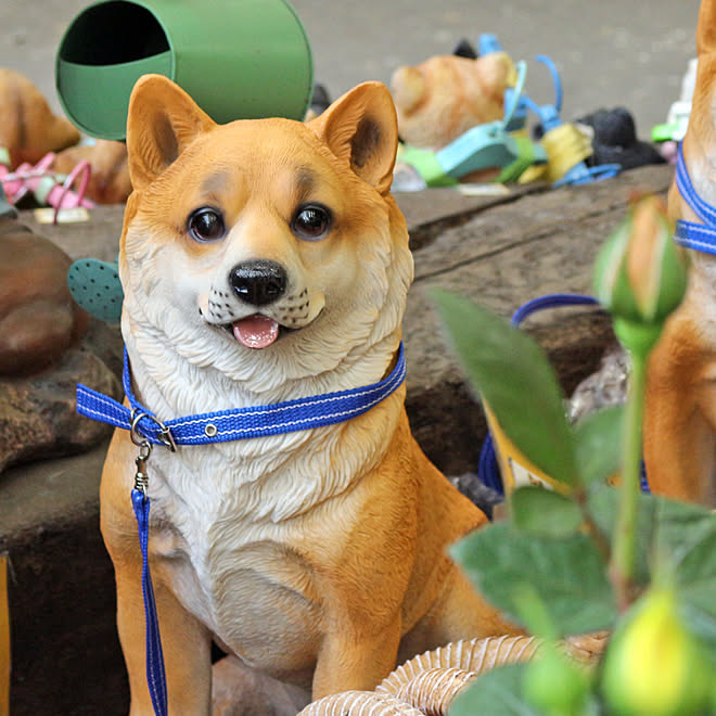 家庭用番犬ベスト10