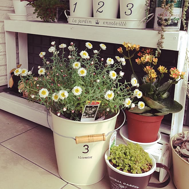 セダム カランコエ 花かんざし 多肉植物 ガーデニング などのインテリア実例 15 02 28 12 04 13 Roomclip ルームクリップ