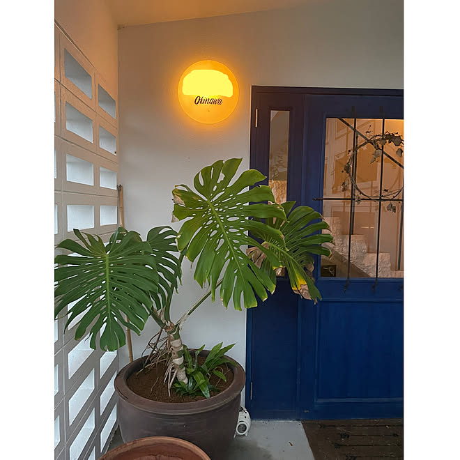 モンステラ 観葉植物のある暮らし 観葉植物 沖縄 土間のある家 などのインテリア実例 22 03 04 07 31 46 Roomclip ルームクリップ