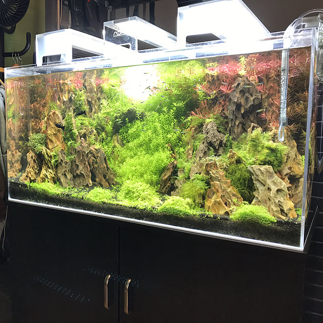 ADA 90cm水槽 フルセット ネイチャーアクアリウム 熱帯魚