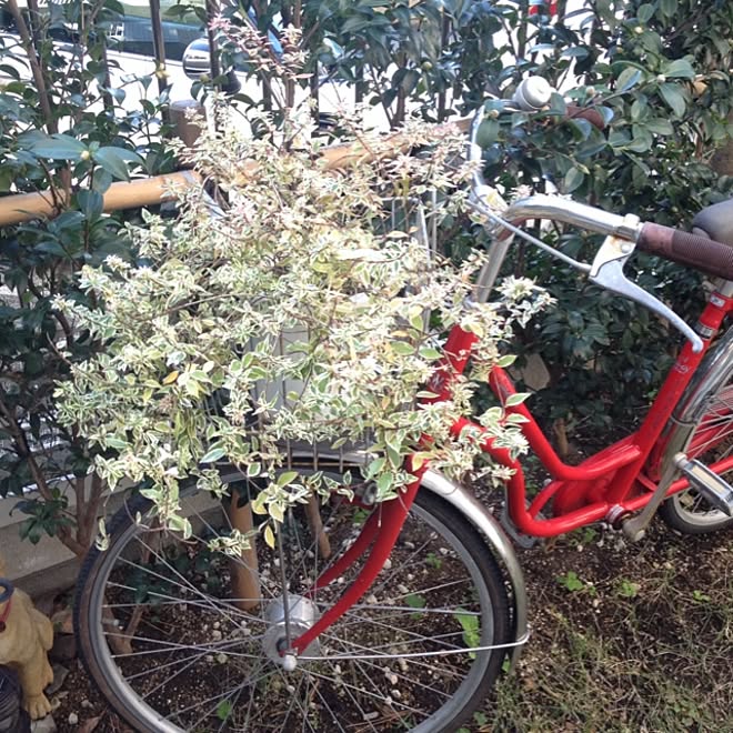 玄関/入り口/アベリアコンフェティー/自転車はもうオブジェ/班入り植物/小庭のインテリア実例 - 2013-11-16 11:54:11