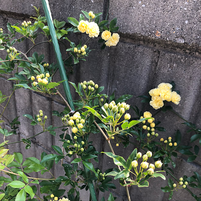 お花を増やしたいです(^^)/薔薇も蕾がたくさん付いて咲くのが楽しみ/モッコウバラ白/モッコウバラ黄色/いいね！に感謝！...などのインテリア実例 - 2019-04-19 16:21:56