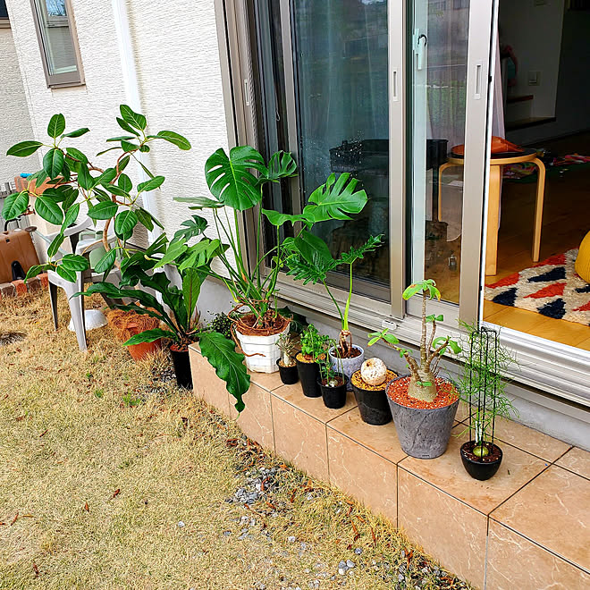 玄関 入り口 ソウカクデン 亀甲竜 観葉植物 まだ枯れてない などのインテリア実例 22 04 07 08 22 17 Roomclip ルームクリップ 玄関 入り口 ソウカクデン 亀甲竜 観葉植物 まだ枯れてない などのインテリア実例 22 04 07 08 22 17 Roomclip ルームクリップ