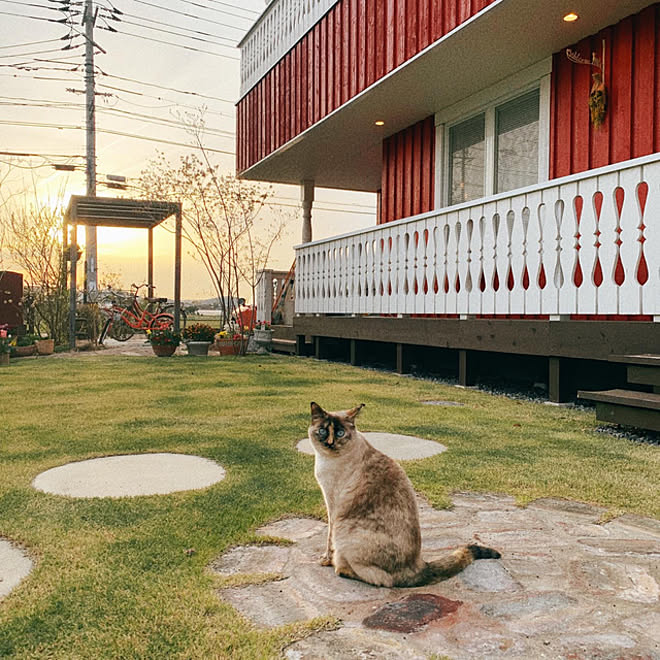 北欧/輸入住宅/猫と暮らす家/ねこと暮らす。/北欧住宅 ...などのインテリア実例 - 2022-05-07 00:55:53