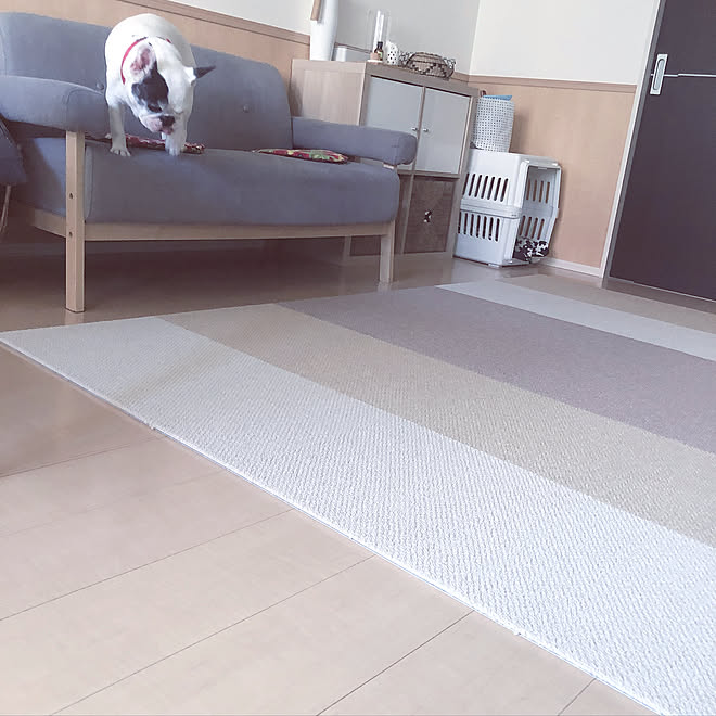 フレブルとの生活 東リ タイルカーペット アルパカ色 リビングのインテリア実例 19 08 05 16 36 54 Roomclip ルームクリップ