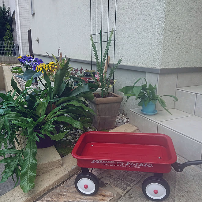 玄関/入り口/観葉植物のある暮らし/花のある暮らし/水浴び/洗車...などのインテリア実例 - 2020-04-28 13:54:21