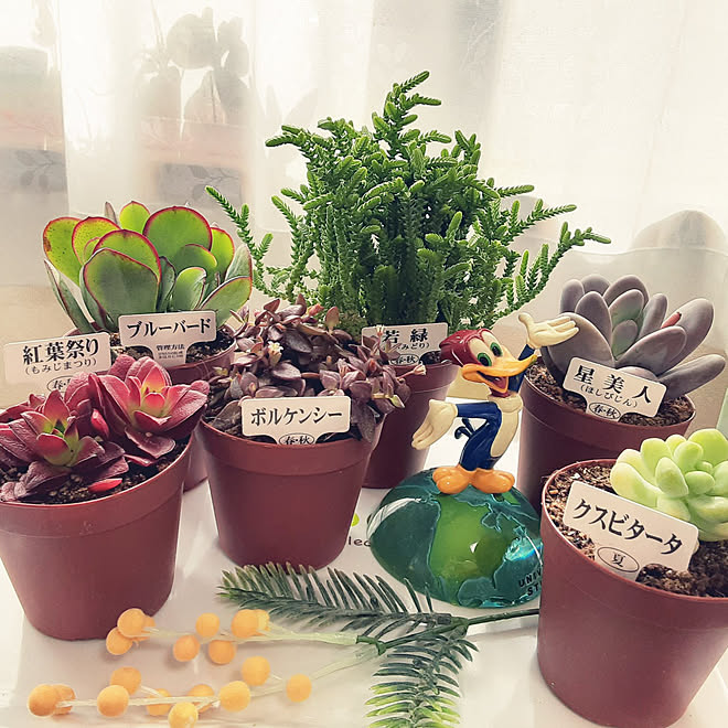 部屋全体 多肉植物 日当たりの良い所 水は月に3回 クスビタータは夏 などのインテリア実例 22 02 21 13 15 35 Roomclip ルームクリップ