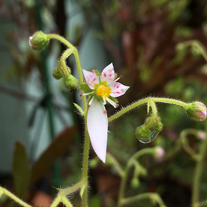 壁/天井/ユキノシタのお花。/いいね！ありがとうございます◡̈♥︎/いいね･.｡*･.｡*ありがとう！/猫ちゃんが大好き❤...などのインテリア実例 - 2018-05-07 17:34:02