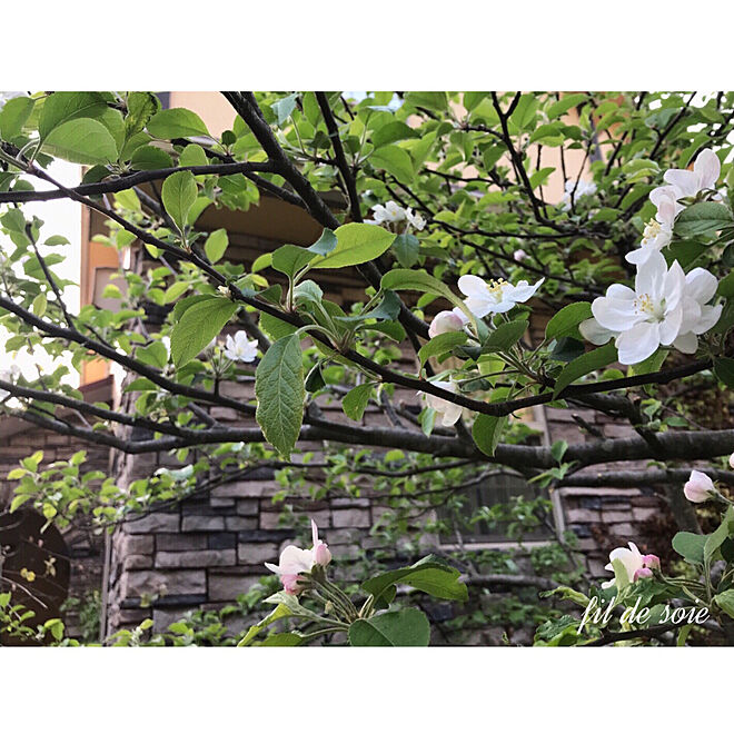 玄関/入り口/2018.4.21/模擬石貼り外壁/りんごの花/苗木から14年...などのインテリア実例 - 2018-04-21 20:17:46