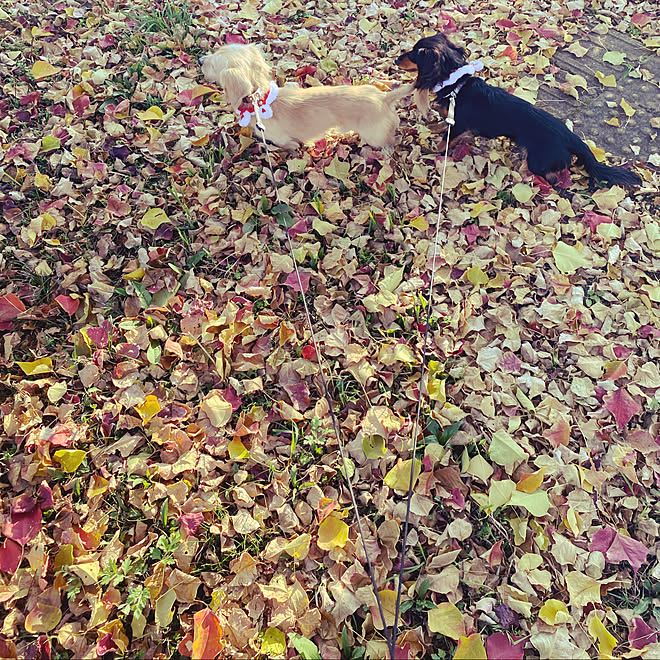 紅葉の落ち葉/犬用のアクセサリー/連投しつれいします☺︎"/インテリアじゃなくてごめんなさい/散歩日和...などのインテリア実例 - 2020-11-27 19:40:29