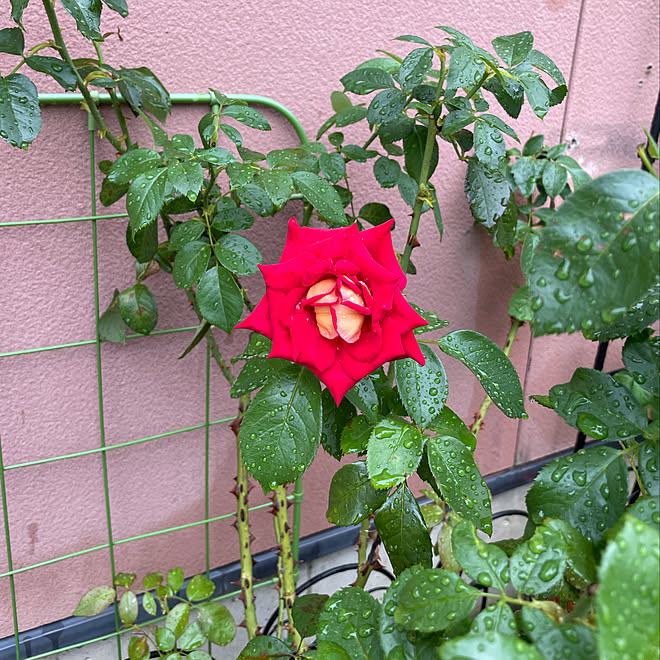 南の窓辺/希望(日本金賞受賞薔薇)/雨29℃☔️/蒸し暑い…(*_*)/お盆明け...などのインテリア実例 - 2021-08-25 11:43:54