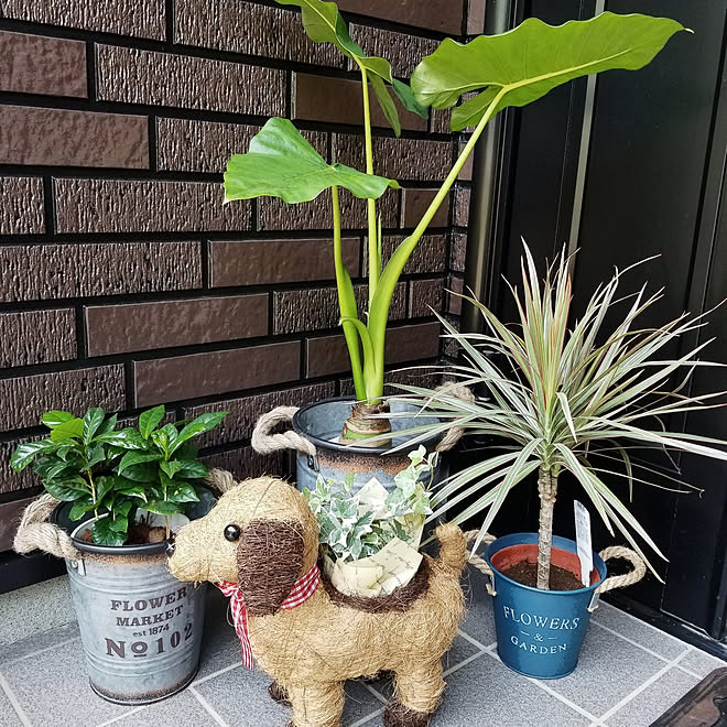 玄関 入り口 観葉植物 クワズイモ コーヒーの木 ドラセナコンシンネ などのインテリア実例 22 05 05 18 26 07 Roomclip ルームクリップ 玄関 入り口 観葉植物 クワズイモ コーヒーの木 ドラセナコンシンネ などのインテリア実例 22 05 05 18 26 07 Roomclip ルームクリップ