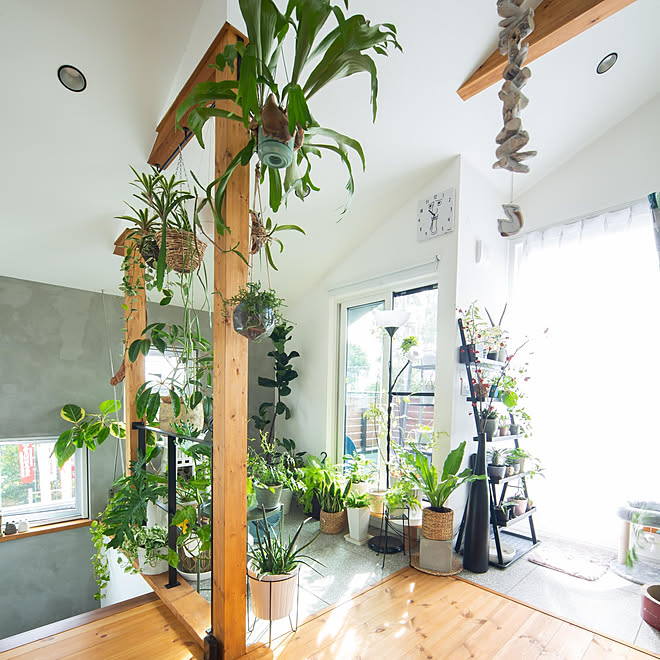 リビング 北欧 多肉植物 キャットウォーク 観葉植物 などのインテリア実例 02 28 17 28 15 Roomclip ルームクリップ リビング 北欧 多肉植物 キャットウォーク 観葉植物 などのインテリア実例 02 28 17 28 15 Roomclip ルームクリップ