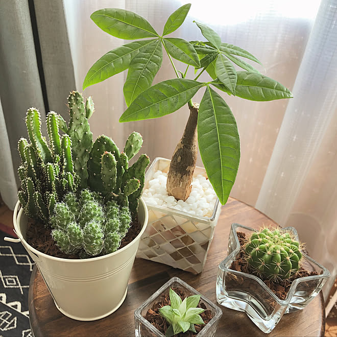 ナチュラル 観葉植物 一人暮らし 多肉植物 北欧 などのインテリア実例 02 01 16 26 16 Roomclip ルームクリップ
