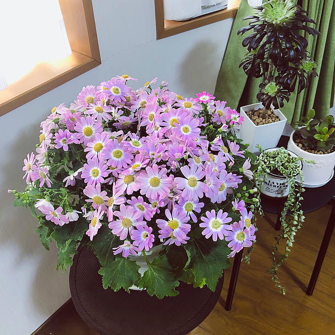 お花のある暮らし コメリ 見切り品の花 ホームセンター大好き サイネリア などのインテリア実例 21 01 30 13 23 59 Roomclip ルームクリップ