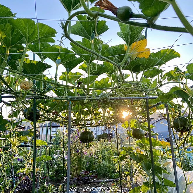 栗かぼちゃ　くりりん/種から育てる/無農薬野菜/家庭菜園/植物のある暮らし...などのインテリア実例 - 2020-06-26 12:52:48