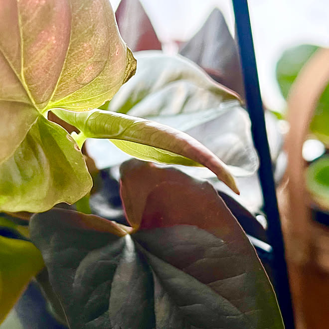 観葉植物のある暮らし/観葉植物/新芽ラッシュ/窓辺のグリーン/窓辺...などのインテリア実例 - 2023-04-23 20:22:10