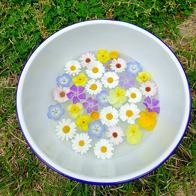 玄関/入り口/庭の花/RCの皆さまに感謝♡/小花が好き/見てくださりありがとうございます♡...などのインテリア実例 - 2022-04-23 15:10:14