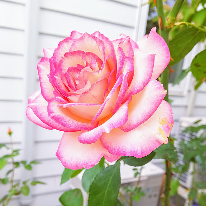 玄関 入り口 バラ 薔薇のある暮らし ほのか 美しい薔薇のインテリア実例 21 09 25 09 58 31 Roomclip ルームクリップ