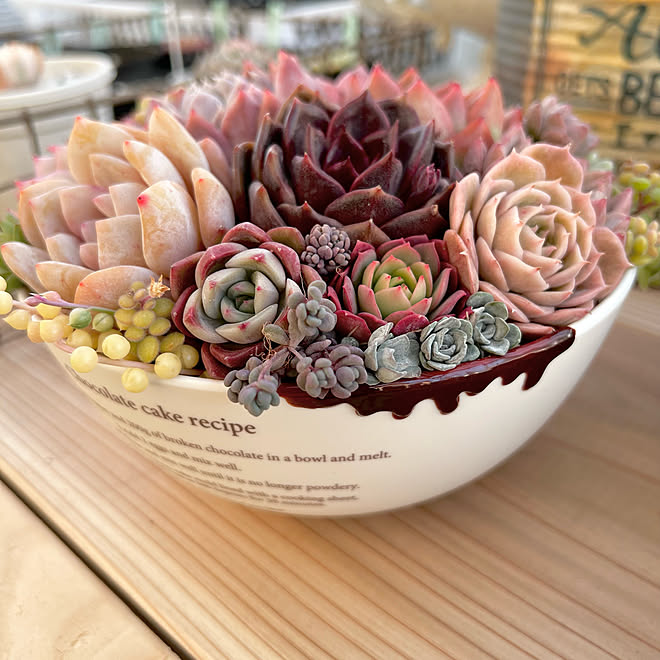 こんな小屋で多肉植物育ててます(*^^*)