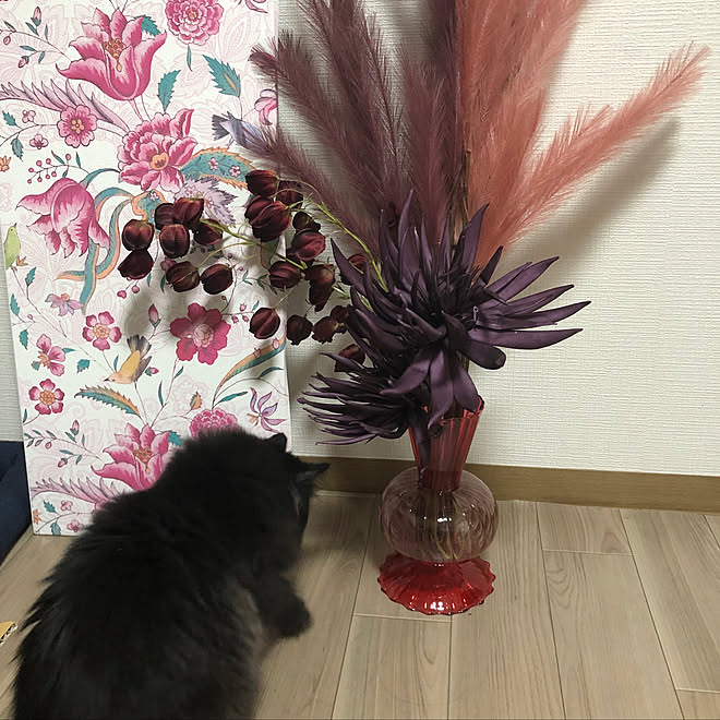 Miyacatさんの部屋