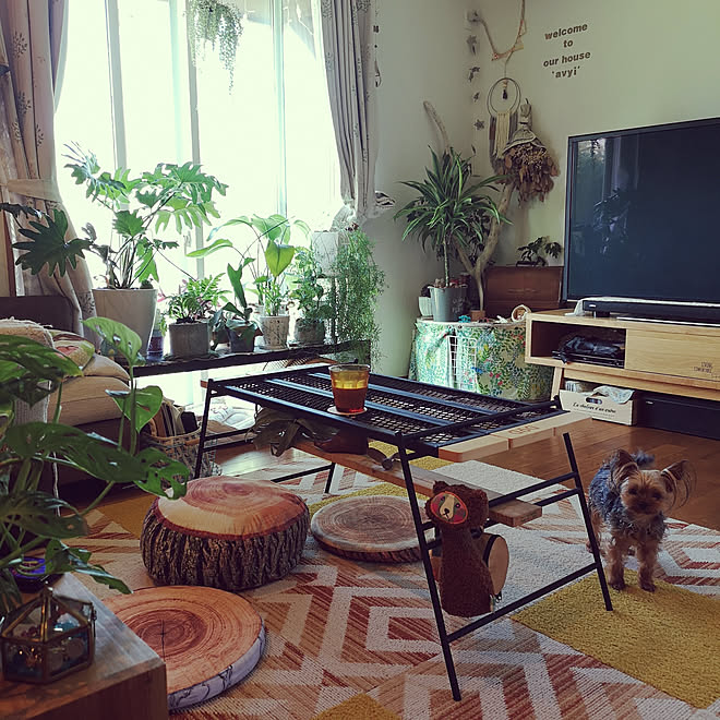 【廃盤】DODテキーラ　カシステーブル DODテキーラテーブル カシス 廃盤！！ 販売終了】カシステーブル