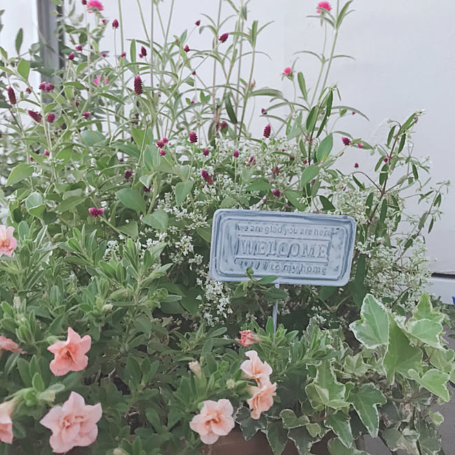 ミリオンベル プチホイップ 夏の花 千日小鈴 ユーフォルビア ダイアモンドスター センニチコウ などのインテリア実例 10 01 21 30 Roomclip ルームクリップ