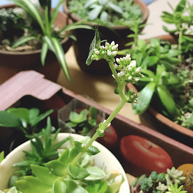 和室/台風被害に遭われた方お見舞い申し上げます/多肉植物/すっきり暮らしたい/バッタさん見っけ...などのインテリア実例 - 2019-10-13 21:47:16