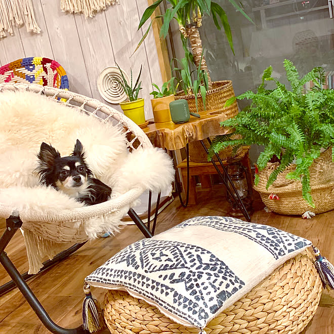 アデペシュ 犬 猫 ペット ソファ オットマン 雑貨 インテリア