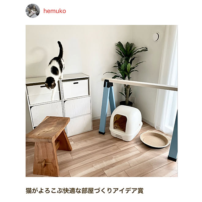 猫がよろこぶ快適な部屋づくり/2022.3.19/夫婦+猫1匹/マンション暮らし/保護猫...などのインテリア実例 - 2022-03-19 10:39:06