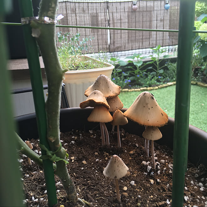 きのこ ミニトマト プランター菜園 人工芝 休日の過ごし方 などのインテリア実例 21 07 09 18 27 37 Roomclip ルームクリップ
