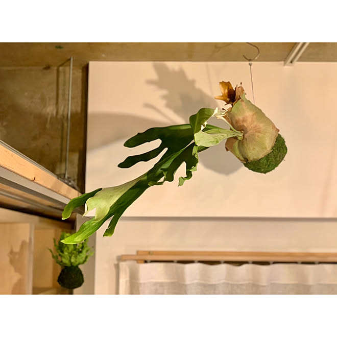 ハンギンググリーン アスプレニウム エメラルドウェーブ エメラルドウェーブ ビカクシダ ネザーランド ビカクシダ などのインテリア実例 21 05 02 22 34 18 Roomclip ルームクリップ