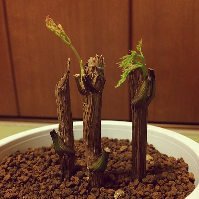 22年最新海外 オタフクナンテン 苗木 挿し木活着苗 ドライフラワーも美しいです Fiqueisemcracha Com Br