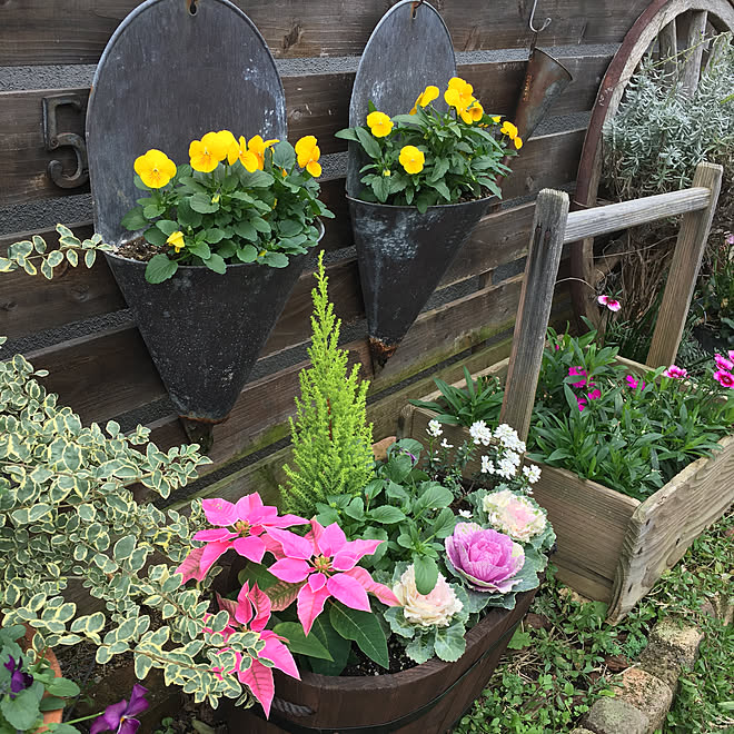 玄関 入り口 ポインセチア 葉牡丹寄せ植え 葉牡丹 ビオラ などのインテリア実例 18 11 29 07 44 04 Roomclip ルームクリップ