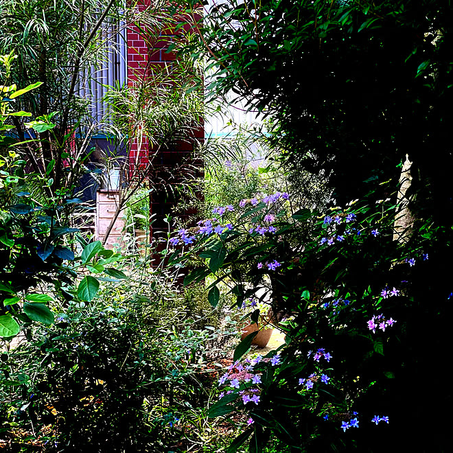 シェードガーデン/プロヴァンス風/中庭のある家/植物のある暮らし/秘密の花園...などのインテリア実例 - 2022-05-25 16:12:29