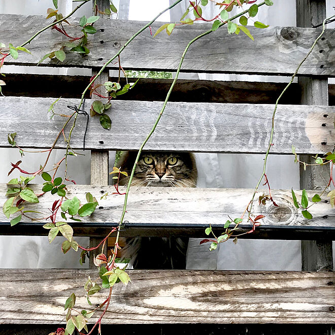 猫脱走防止パレットdiy/つるばら/監視窓/猫スペース/ねこのいる日常...などのインテリア実例 - 2020-04-18 12:50:04