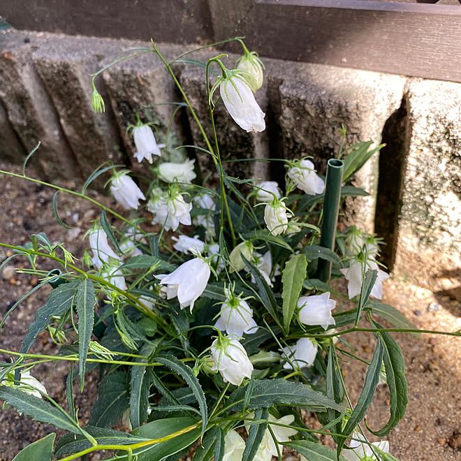 玄関/入り口/イワシャジン/花/植物/庭...などのインテリア実例 - 2023-10-22 12:51:35