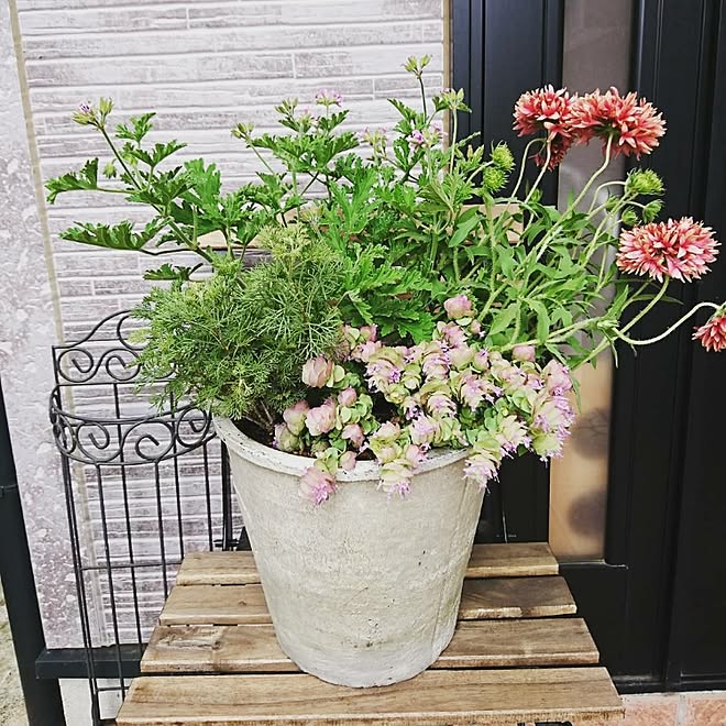 寄せ植え ガーデニング ローズゼラニウム オレガノケントビューティー サザンウッド などのインテリア実例 17 06 07 16 23 38 Roomclip ルームクリップ