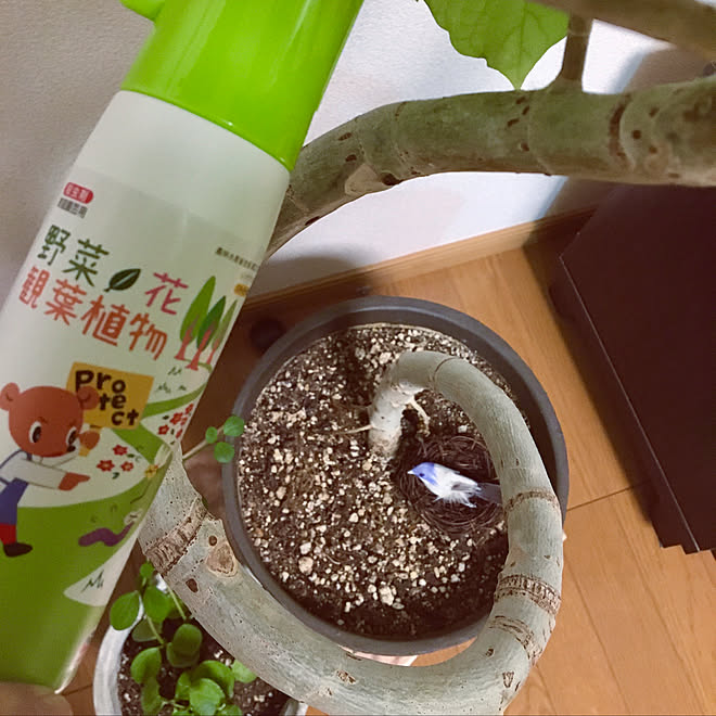 土にまくだけ害虫退治オールスター/アースガーデン/害虫対策/植物のある暮らし/ガーデニング...などのインテリア実例 - 2020-04-30 16:00:51