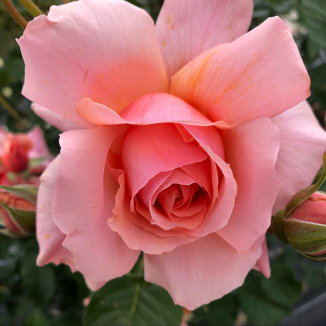 薔薇が好き♡/薔薇の花/リビングのインテリア実例 - 2021-05-04 19:05:43