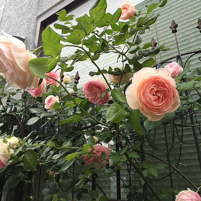 greenroseさんの部屋