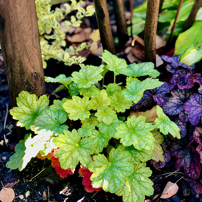 シンボルツリーの下 庭 小さな庭 庭のある暮らし 紅葉 などのインテリア実例 11 13 08 50 46 Roomclip ルームクリップ