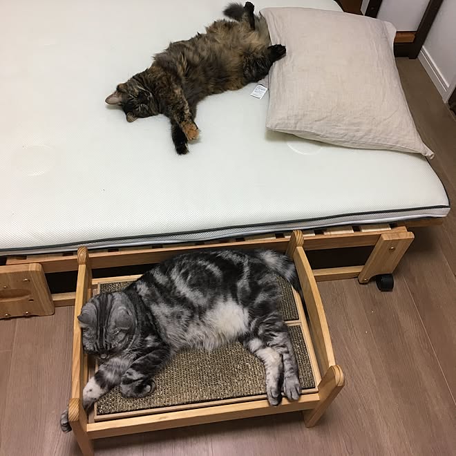 mikomaruさんの部屋